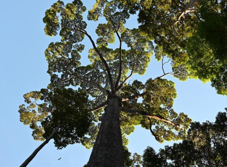 Looking up to the canopy of a tall tree from ground level