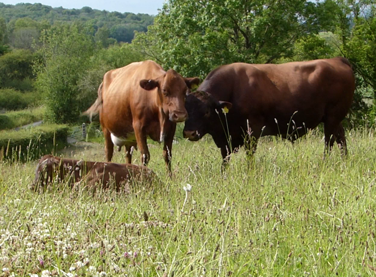 Cows in pasture at Arnside, Cumbria. Photo: Markus Wagner