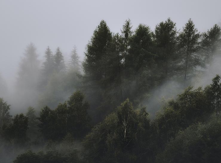 Moisture in the air around tree tops in a forest