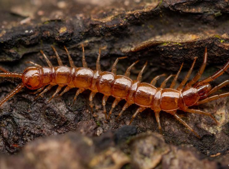 Lithobius forficatus centipede
