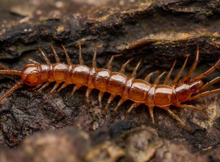 Lithobius forficatus centipede