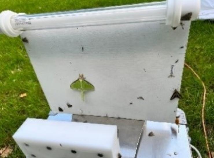 Luna moth detected on an AMI-trap running in Montreal