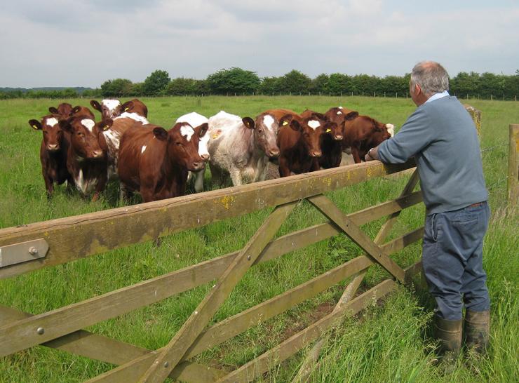 A farmer looking over a fence at a herd of cows