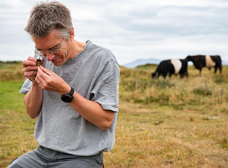 UKCEH scientist using scope to investigate small plant on sand dunes, with two cows in the background