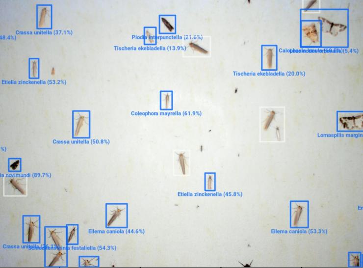 Screen showing many different moths and suggested identification
