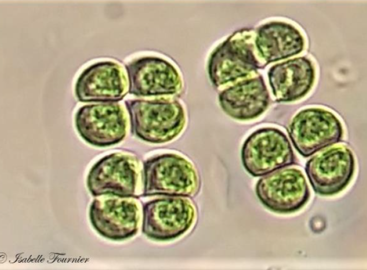 Eucapsis sp_Phytoplanton ID