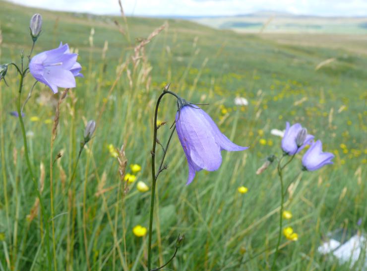 Harebells Photo: Kevin Walker