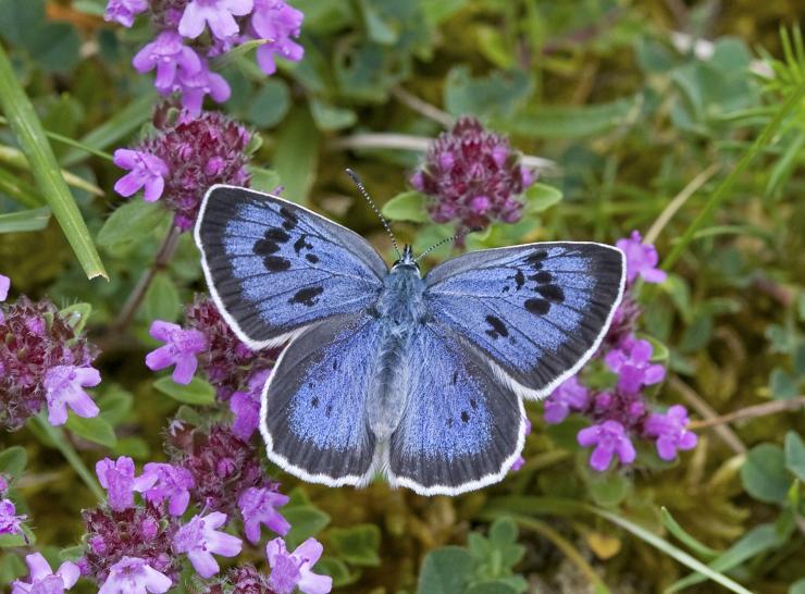 Large Blue  Photo: Keith Warmington