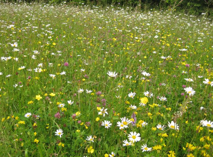 Multi-species grassland