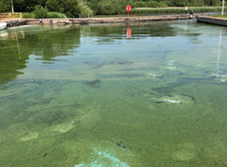 Algal bloom on lake water