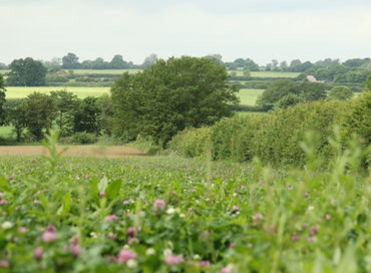 Hillesden wildflowers