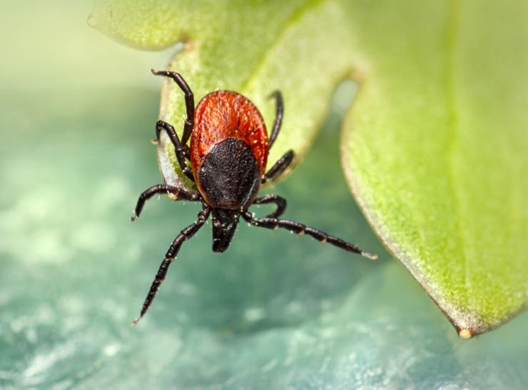 Ixodes Ricinus  Photo: Pixabay