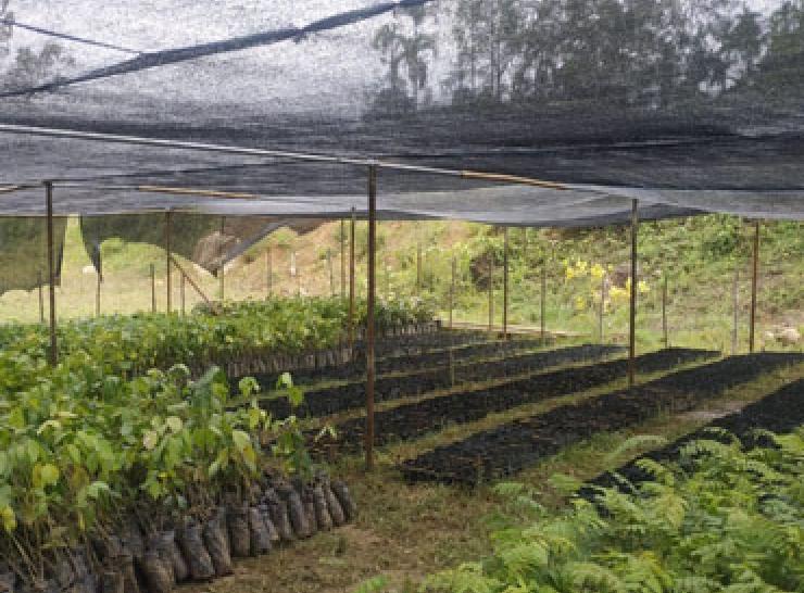 Forest Restoration in Indonesia