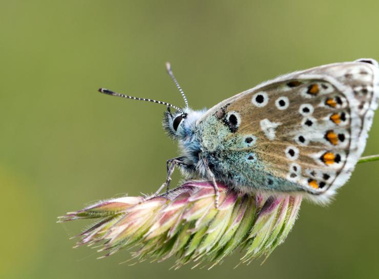 Adonis blue. Photo: Heather Harris