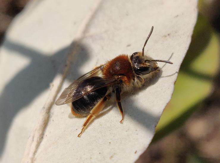 Orange-tailed mining bee. Photo: Rob Cooke