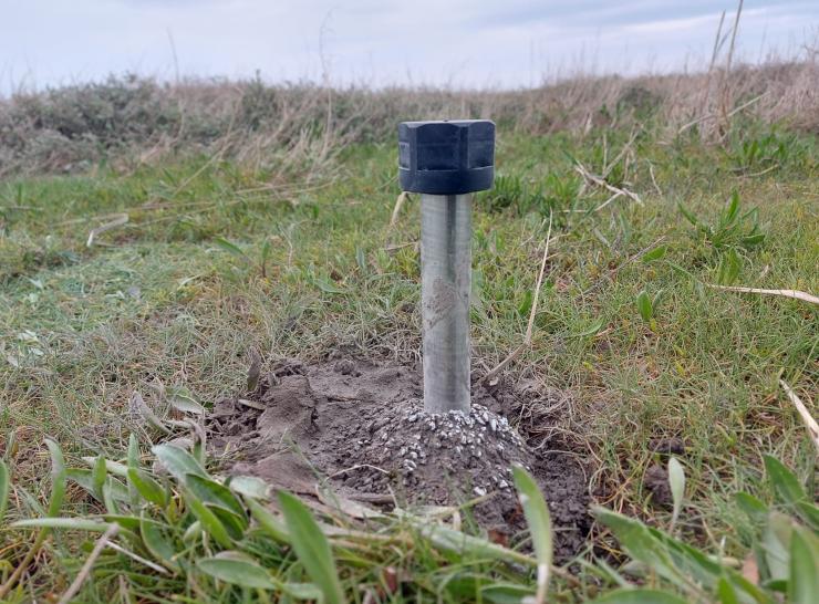 A 10cm tall metal rod with a black plastic cap is pictured poking out of a small bed of concrete amongst lush saltmarsh vegetation.