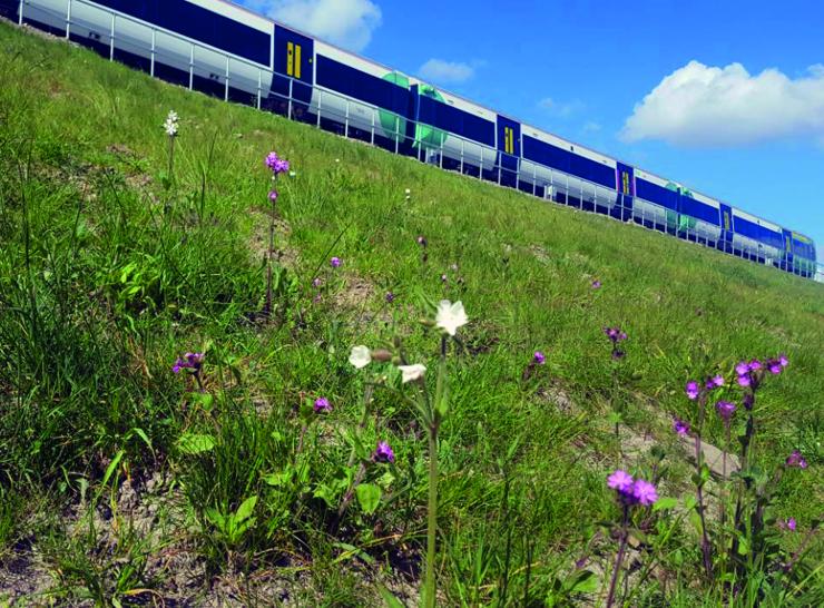 Wildflowers by railway. Photo: Network Rail