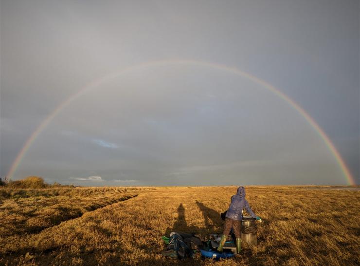 A scientist stands in the middle of a saltmarsh, leaning over a greenhouse gas chamber taking measurements. The senescent grasses are golden in the winter sunlight while overhead blue-grey clouds brew, cut through by a perfect rainbow arching the scene