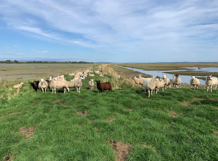 Sheep grazing on the Ribble marsh.