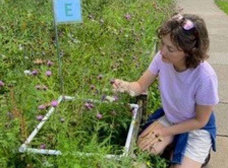 Pollinator monitoring Photo: Miranda Bane