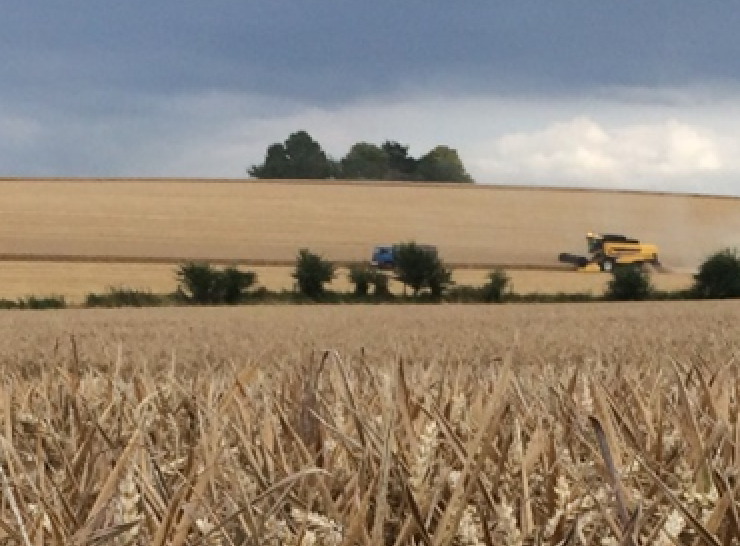 AMPHoRA field image