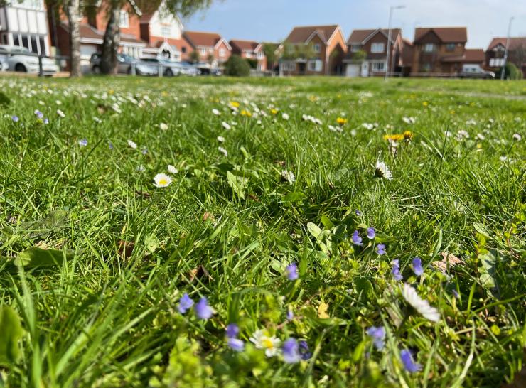 Wildflower meadow in Rhyl. Photo: Denbighshire Council. 