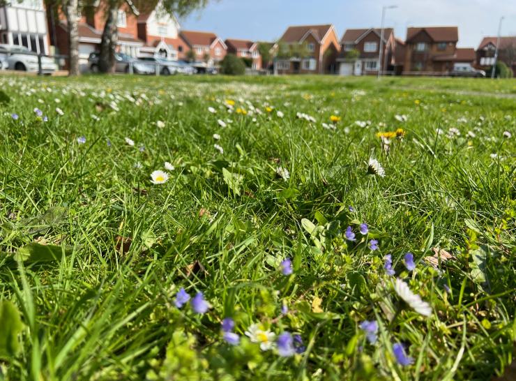 Wildflower meadow in Rhyl. Photo: Denbighshire Council. 