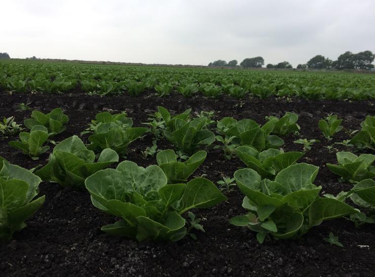 Lettuce on drained lowland peat, Fens. Photo: Ross Morrison