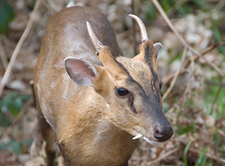 Reeves's muntjac deer