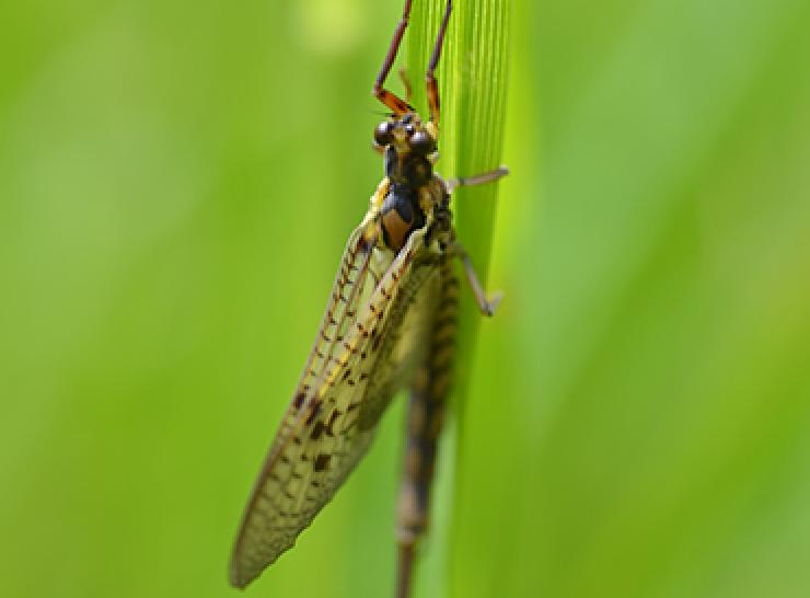 Mayfly on a leaf