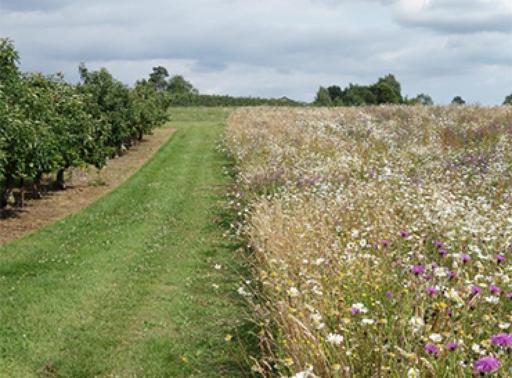 Wildflower margin and hedegrow