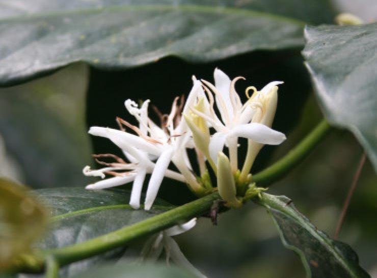 UB Forest coffee flower