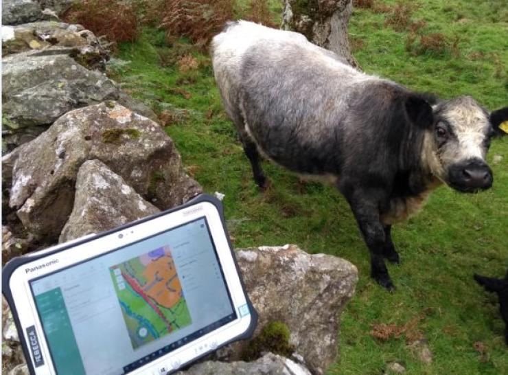 Countryside Survey Cow