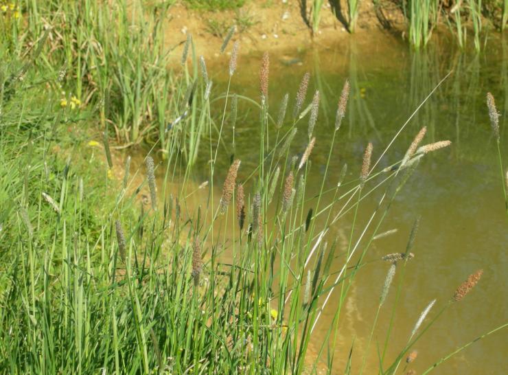 Countryside Survey grasses pond edge. Photo: S Wallis