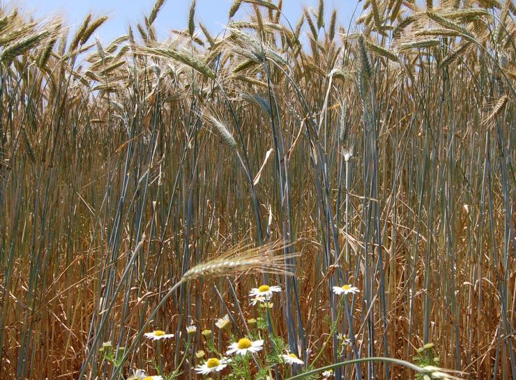 Countryside Survey Barley. Photo: Ian