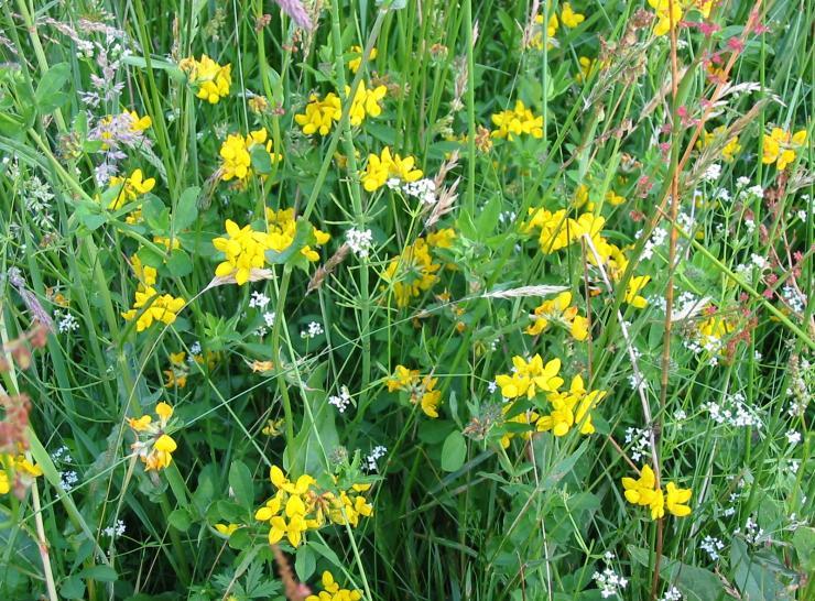 Countryside Survey flowers