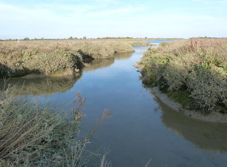 Saltmarsh at Maldon, Essex. Photo: Stefanie Carter.