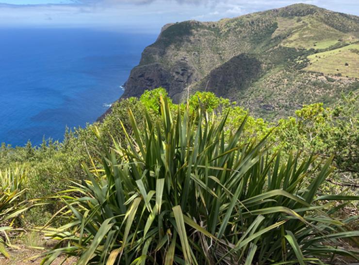 New Zealand flax (Phormium tenax) on St Helena