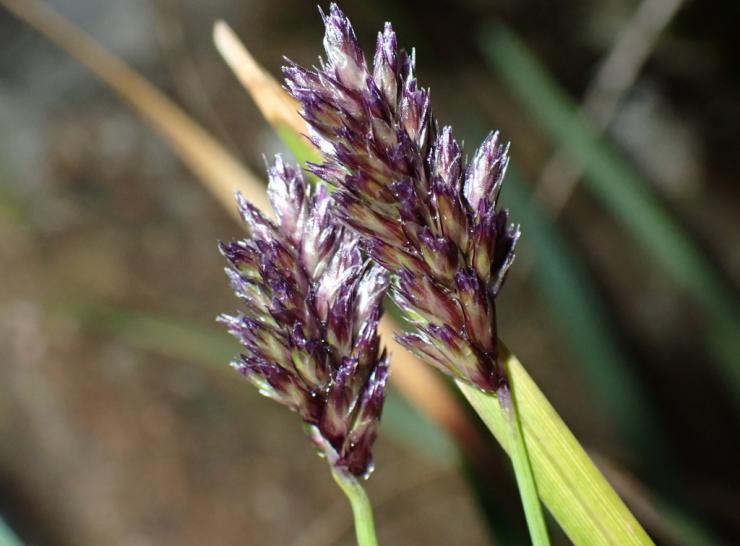 Sesleria caerulea (Blue Moor-Grass)