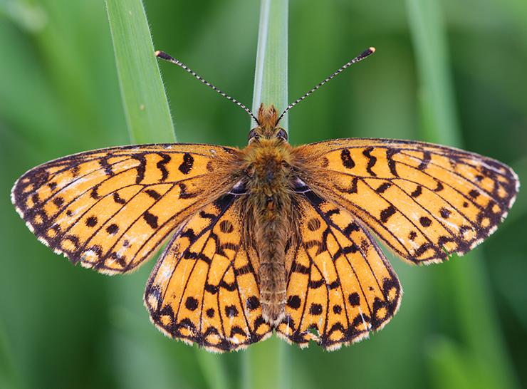 Small pearl-bordered fritillary butterfly