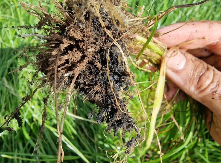 Root development