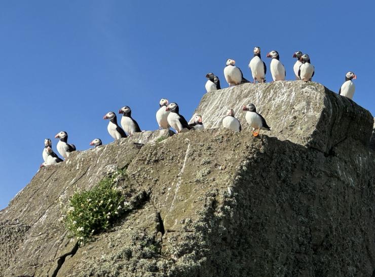 Group of puffins on a rock