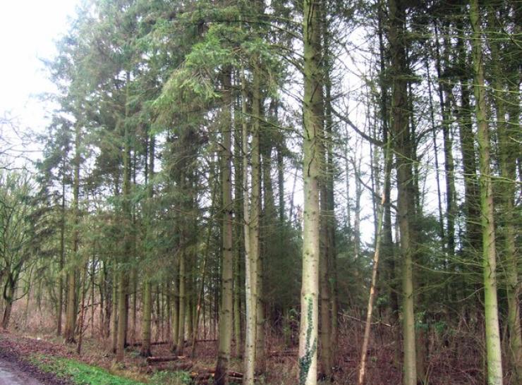 Wytham Woods. Photo: Jackie Bowman-CC BY-SA 2.0