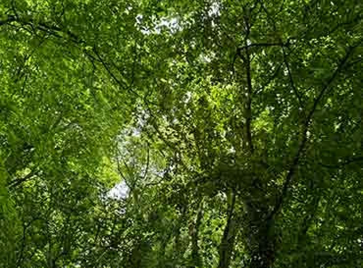 Woodland canopy at Heartwood Forest