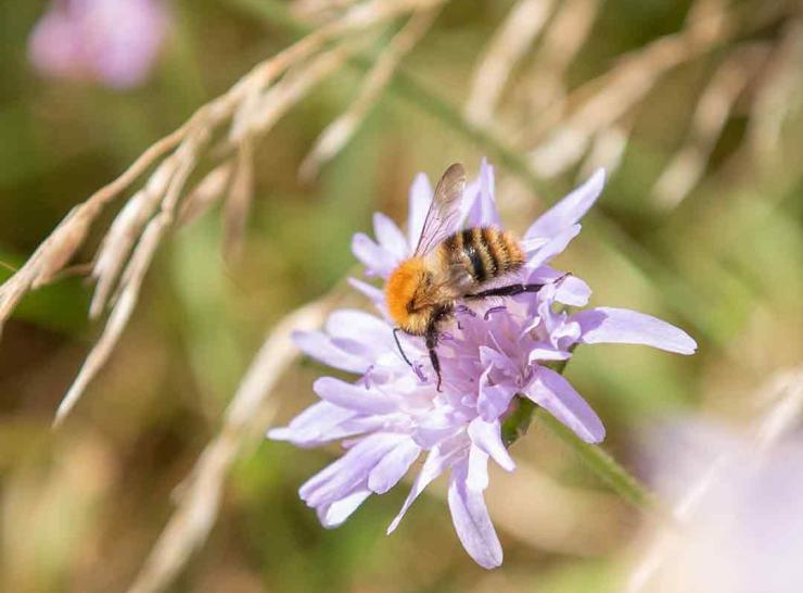 Bee on flower