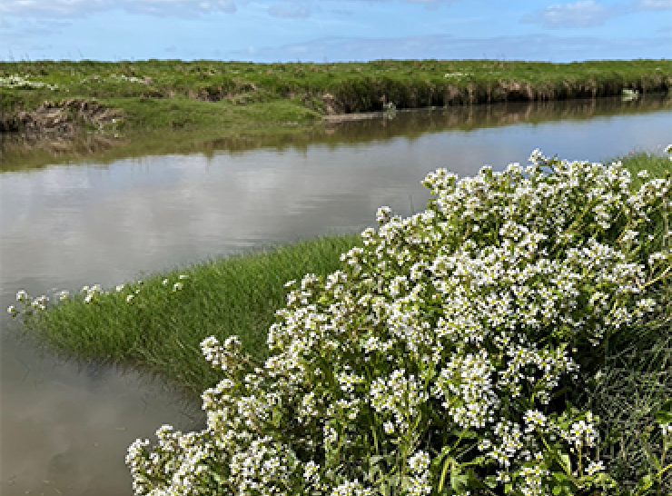English scurvy grass beside high tide at Hesketh Out Marsh, Ribble Estuary