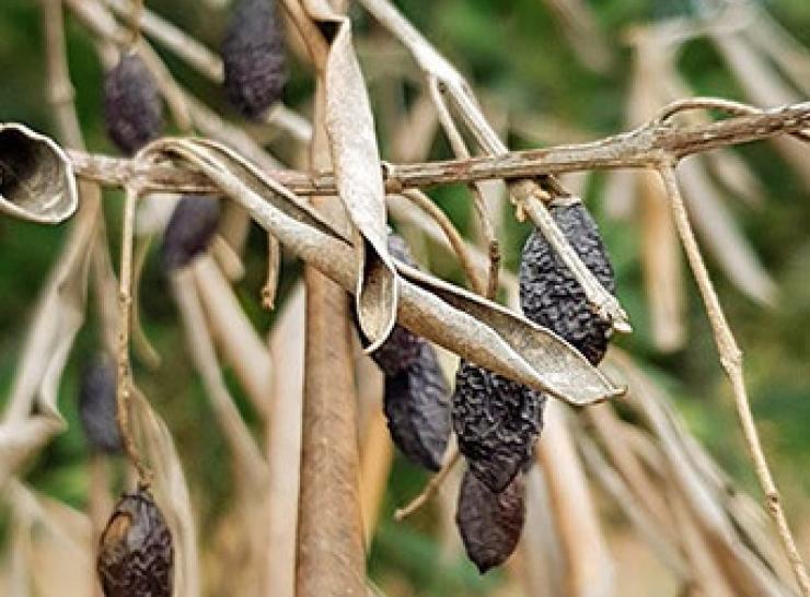 Olive dieback caused by Xylella  Photo: Steven White