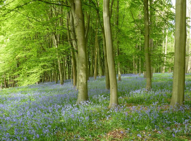 Wytham Woods. Photo: Charles George