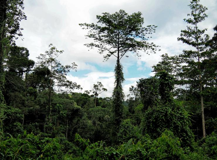 A selectively logged forest. Photo: Robin Hayward