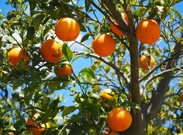 Orange grove. Photo: Pixabay